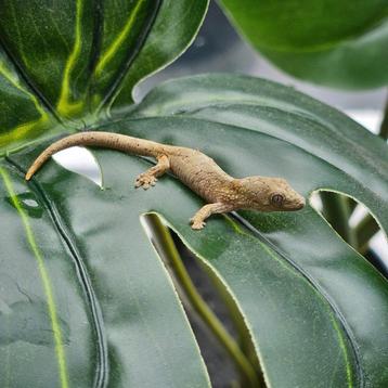 Kameleongekko / eurydactylodes vieillardi beschikbaar voor biedingen