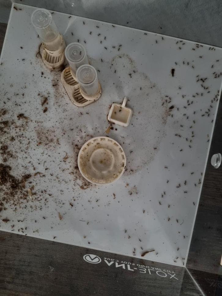 Pheidole Pallidula Kolonie met 300-500 mieren, Dieren en Toebehoren, Insecten en Spinnen, Mieren