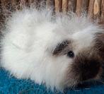 Ch teddy cavia zeug, Dieren en Toebehoren, Cavia, April, Vrouwelijk, Tam