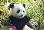 Tickets Ouwehands Dierenpark +gratis parkeren 31-10-2025, Drie personen of meer, Ticket of Toegangskaart