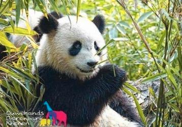 Tickets Ouwehands Dierenpark +gratis parkeren 31-10-2025  beschikbaar voor biedingen