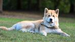 Akita Dekreu [NIET TE KOOP], Dieren en Toebehoren, Honden | Poolhonden, Keeshonden en Oertypen, Keeshond, Reu, Rabiës (hondsdolheid)