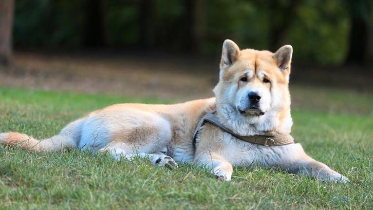 Akita Dekreu [NIET TE KOOP], Dieren en Toebehoren, Honden | Poolhonden, Keeshonden en Oertypen, Reu, Keeshond, Particulier, Eén hond