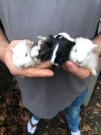Jonge cavia’s. Erg lief en zacht, kortharig., Dieren en Toebehoren, Knaagdieren, Cavia, Mannelijk, November, Tam