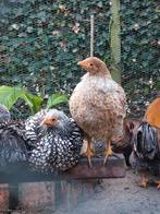 Wyandotte kriel haantjes, Dieren en Toebehoren, Pluimvee, Mannelijk, Kip