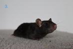 Deze lieve rittens zoeken een fijn thuis!, Dieren en Toebehoren, Knaagdieren, Rat, April, Meerdere dieren, Tam