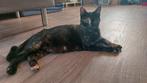 Lieve poes Musa, 1 jaar, zoekt nieuw baasje, Dieren en Toebehoren, Poes
