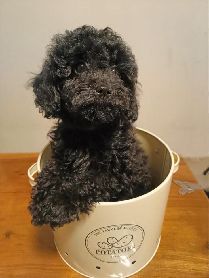 Lieve en gezonde toy poedel puppies beschikbaar., Dieren en Toebehoren, Honden | Chihuahua's en Gezelschapshonden, Meerdere dieren