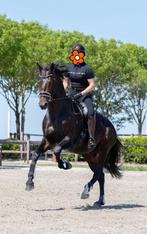Stoer recreatie paard, Dieren en Toebehoren, Gechipt, Hengst, 3 tot 6 jaar, L