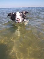 Hondenopvang gezocht vuurwerkvrij