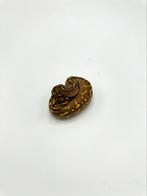 0.1 enchi freeway 66% het clown - Python regius