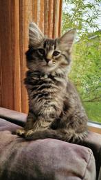 Siberische kat x Ragdoll kittens, Dieren en Toebehoren, Katten en Kittens | Overige Katten, Meerdere dieren, Langharig, 0 tot 2 jaar