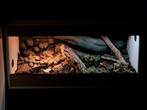 Terrarium 100x50x50cm Incl. 3D-Achterwand, Ophalen, Zo goed als nieuw, Terrarium of Paludarium