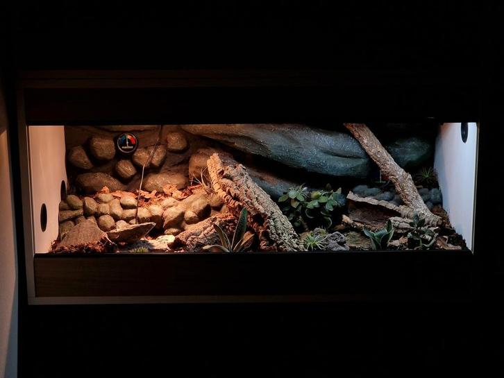 Terrarium 100x50x50cm Incl. 3D-Achterwand, Dieren en Toebehoren, Reptielen en Amfibieën | Toebehoren, Zo goed als nieuw, Terrarium of Paludarium