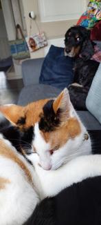 Lapjes poes, Dieren en Toebehoren, Katten en Kittens | Raskatten | Korthaar, Poes, Gechipt, 3 tot 5 jaar