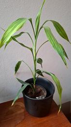 Dracaena, Huis en Inrichting, Ophalen, Halfschaduw, Minder dan 100 cm