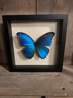 Morpho Didius in lijst, Ophalen of Verzenden, Nieuw, Insect, Opgezet dier