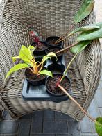 Philodendron planten, Ophalen, Overige soorten, Halfschaduw, Minder dan 100 cm