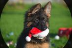 Duitse herder pups, Dieren en Toebehoren, Rabiës (hondsdolheid), 15 weken tot 1 jaar, Buitenland, Meerdere
