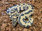 Diverse Desert Ghost dieren, Slang, 0 tot 2 jaar