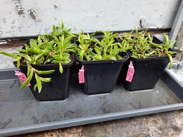 Vaste ijsbloem, fel roze beschikbaar voor biedingen