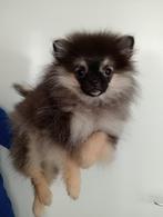 Pomeranian puppy te koop., Dieren en Toebehoren, Rabiës (hondsdolheid), 8 tot 15 weken, Eén hond, Nederland