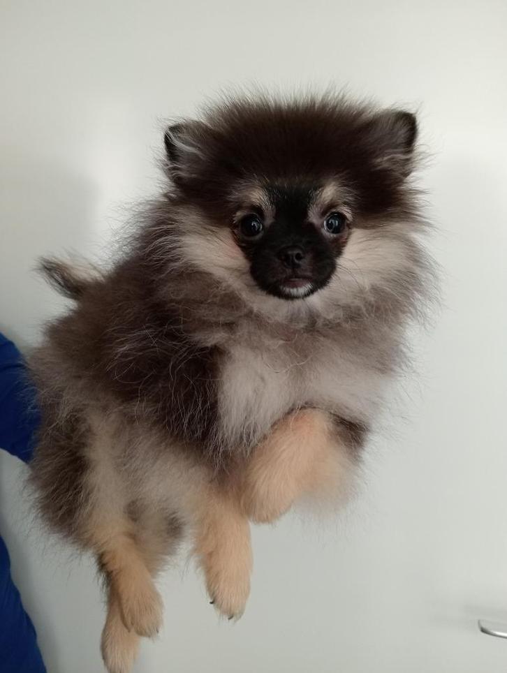 Pomeranian puppy te koop., Dieren en Toebehoren, Honden | Chihuahua's en Gezelschapshonden, Reu, Overige rassen, Particulier, Eén hond