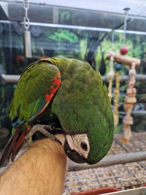 tamme jonge ara severa, Dieren en Toebehoren, Vogels | Parkieten en Papegaaien, Papegaai, Mannelijk, Tam, Geringd