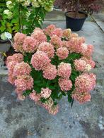 pluimhortensia ook wel schapenkop hortensia genoemd, Zomer, Overige soorten, Ophalen