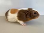 Lief beertje Jorik, September, Mannelijk, Cavia