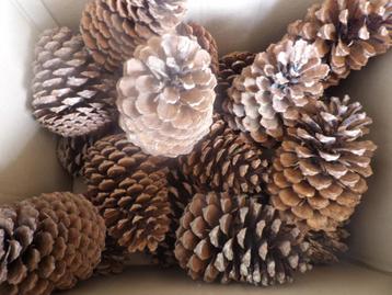 1 x 20 mooie grote droge natuurlijke DENNENAPPELS 15 cm (X) beschikbaar voor biedingen