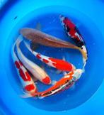 Jonge Jumbo koi, Nisai en al 55cm groot worden Jumbo,s!!, Karper of Koi