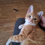 Harrie de rode kater, Dieren en Toebehoren, Katten en Kittens | Raskatten | Korthaar, Kater, 0 tot 2 jaar