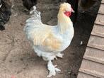 Parkbrahma, park brahma haan, Mannelijk, Kip