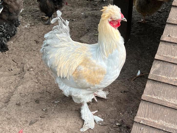 Parkbrahma, park brahma haan, Dieren en Toebehoren, Pluimvee, Kip, Mannelijk