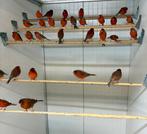 Te koop rood agaat poppen, Vrouwelijk, Kleurkanarie