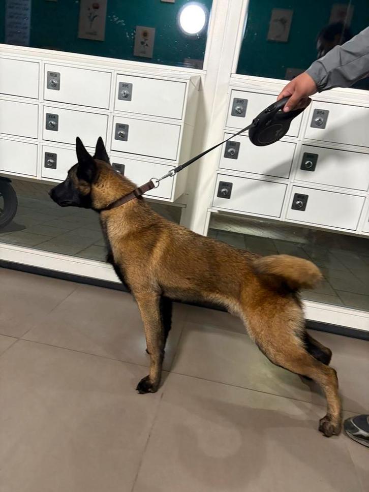 Volbloed mechelse herder, Dieren en Toebehoren, Honden | Niet-rashonden, Reu, Particulier, Eén hond, Nederland, 15 weken tot 1 jaar