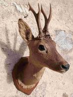 Reeen kop uit Frankrijk., Verzamelen, Dierenverzamelingen, Verzenden, Zo goed als nieuw, Hert, Opgezet dier