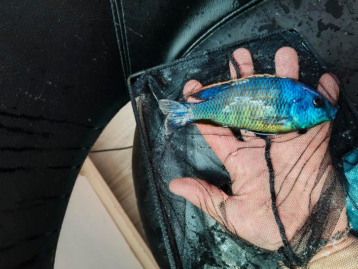 Red Empress man Malawi cichliden., Dieren en Toebehoren, Vissen | Aquariumvissen