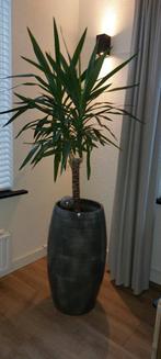 Yucca kamerplant met pot, Ophalen, Zo goed als nieuw, Binnen