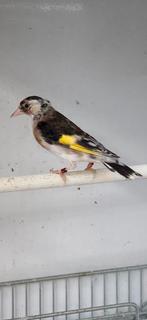 Parva Putter Te Koop, Dieren en Toebehoren, Vogels | Overige Vogels, Vrouwelijk, Wildzangvogel, Geringd