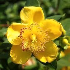Hypericum, hertshooi planten P9. Bodembedekker, heester, Tuin en Terras, Planten | Tuinplanten, Vaste plant, Bodembedekkers, Halfschaduw