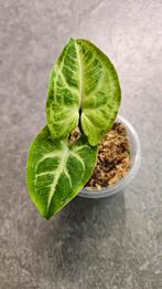 Syngonium Batik Variegata #3, Ophalen of Verzenden, Overige soorten, Minder dan 100 cm