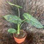 Alocasia Dragon Scale Mint, Overige soorten, Minder dan 100 cm, Groene kamerplant, Halfschaduw