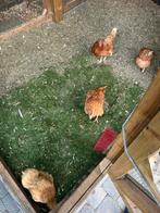 4 kippen & 1 fazant hen, Dieren en Toebehoren, Pluimvee, Vrouwelijk, Kip