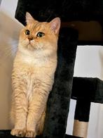 Britse kortehaar Dekkater (NIET TE KOOP), Dieren en Toebehoren, Katten en Kittens | Dekkaters
