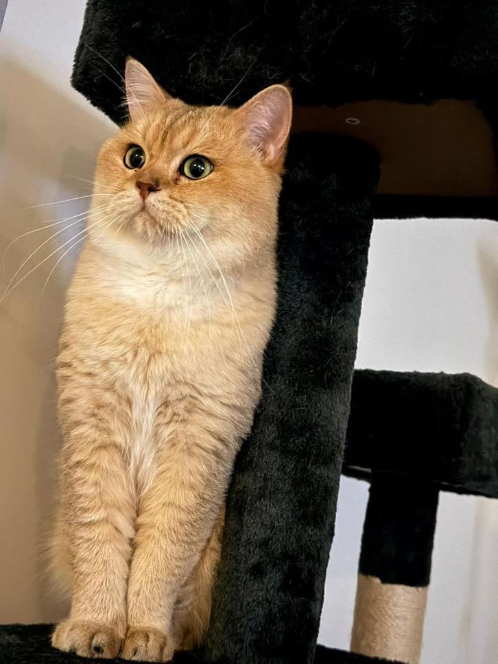 Britse kortehaar Dekkater (NIET TE KOOP), Dieren en Toebehoren, Katten en Kittens | Dekkaters