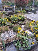 Dotterbloem, speciaal voor helofyten filter gekweekt, Tuin en Terras, Vijvers, Ophalen, Zo goed als nieuw