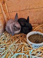 Nog 2 rammetjes mooi koppel ndh., Dieren en Toebehoren, Mannelijk, Dwerg