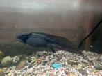 een gezond en volwassen axolotl vrouwtje, Dieren en Toebehoren, Hagedis, Tam, 0 tot 2 jaar